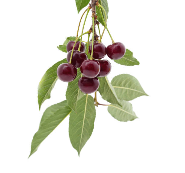 istock Branch with cherries and leaves. 1409820059