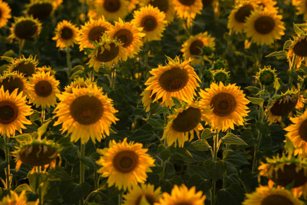 istock fruitful Beautiful sunflower on a sunny day with a natural background. Selective focus. High quality photo, against sunset golden light, Sunflower blooming. Close-up of sunflower. yellow oange 1409820088