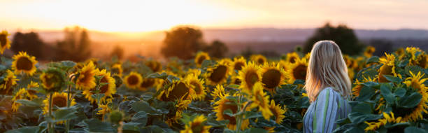 Free Stock Photo of Woman Standing in Sunflower Field | Download Free ...