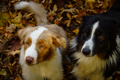 Dog, Australia Shepherd, two dogs, female, male, leaves, autumn