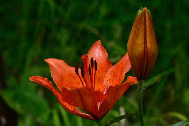 istock Wild Lily flower, dolomites mountains, Italy 1409820233