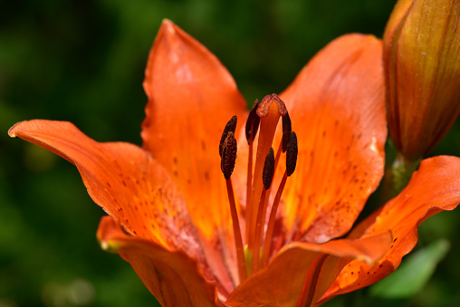 A Macro shot of a Orange Daylily also called hemerocallis on a sunny day.