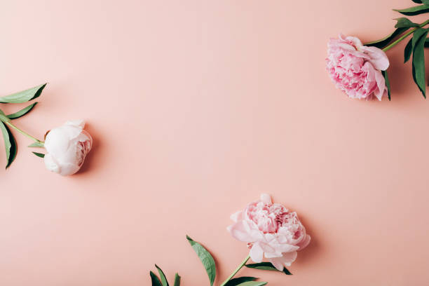 istock Three peony flowers on pink background. Top view, flat lay, copy space 1409820258