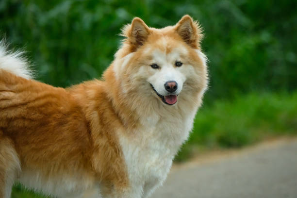 60+ Long Hair Akita Stock Photos, Pictures & Royalty-Free Images - Istock