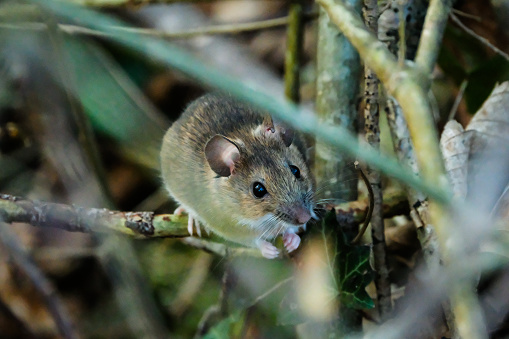 Maus im Unterholz, Nahaufnahme, verschwommener Vorder- und Hintergrund