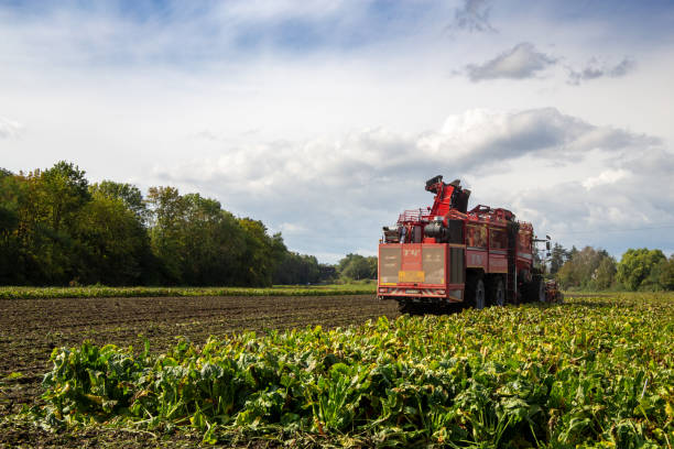 Sugar beet harvest in the Palatinate, Germany stock photo
