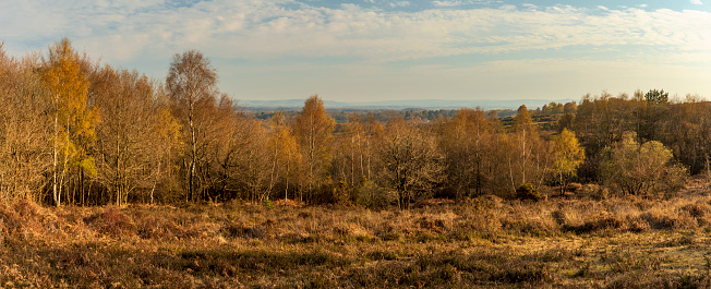 Panoramic April view during evening golden hour of Ashdown Forest near Nutley East Sussex south east England