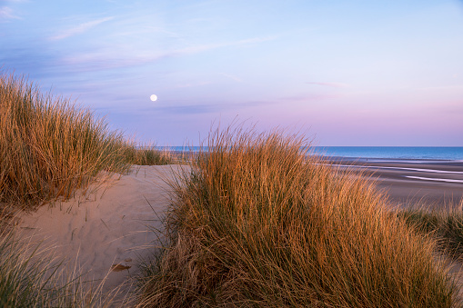 April full moon rising during sunset among the dunes of Camber Sands Rye East Sussex south east England