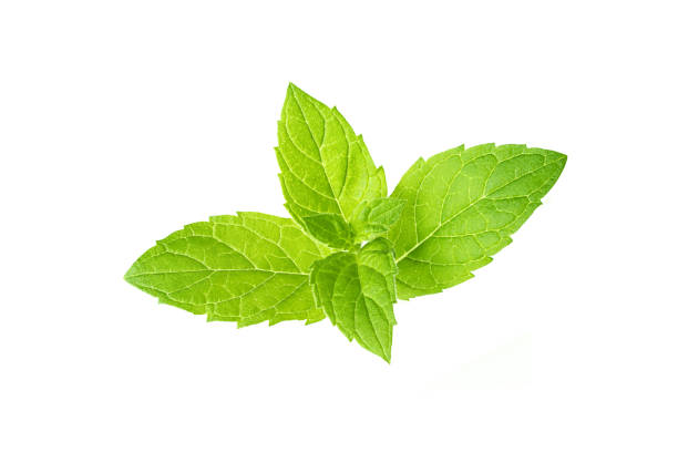 istock Leaf of mint peppermint isolated on white background. 1409824748