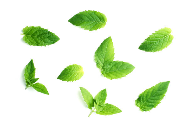 istock Leaf of mint peppermint isolated on white background. 1409824774