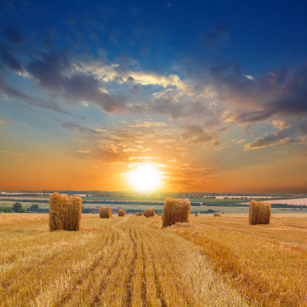 istock summer wheat field after a harvest 1409824848