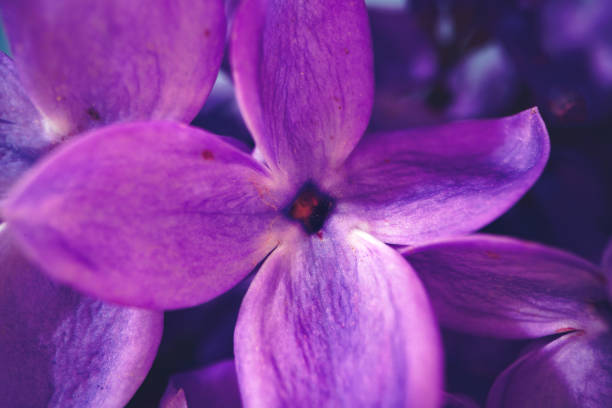 istock Macro image of spring lilac violet flowers 1409825034