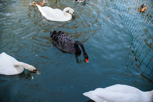 Beautiful swans swim in the park pond. Three white and one black swans. Ugly duck