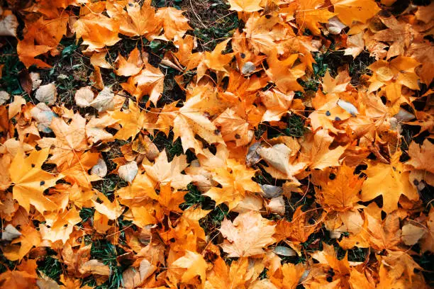 Photo of Autumn fallen leaves on the lawn. Bright yellow maple leaves. Autumn background texture