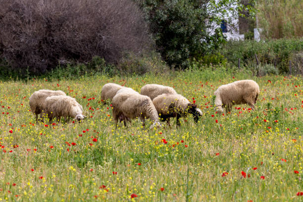 istock Herd of sheep grazing in a meadow 1409827024
