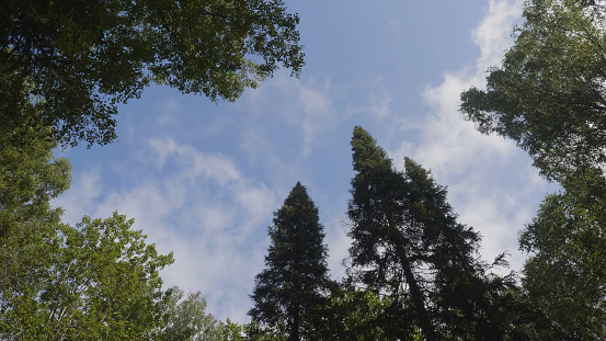 Green forest. Tree with green Leaves bottom view background. Bottom view of tall old trees in evergreen primeval forest. Blue sky in background.