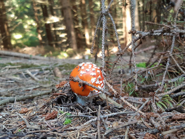 podszycie z trującym grzybem amanita muscaria - mushrooms mushroom fungus fungi undergrowth zdjęcia i obrazy z banku zdjęć