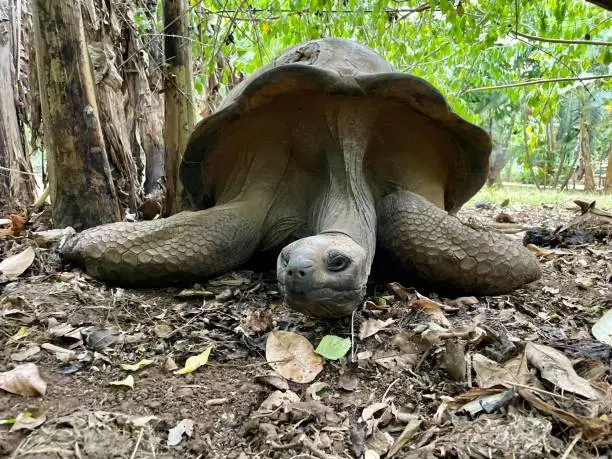 250 years old tortoise from Madagascar
