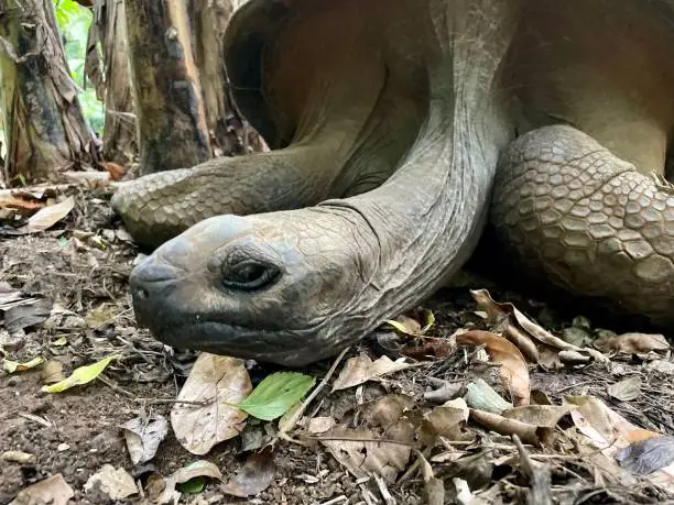 250 years old tortoise forefront in Madagascar
