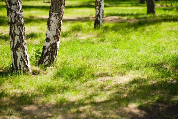 Image capturing a picturesque birch tree (Betula pendula) amidst dense leaves and greenery in a tranquil forest setting, illuminated by soft sunlight filtering through the canopy.