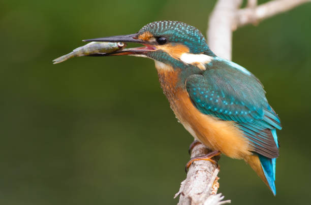 istock Kingfisher, Alcedo, Eisvogel. Kingfisher with a catch. A fish in its beak 1409829790