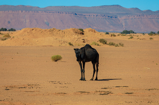Camel in Simpson Desert, SA, Australia