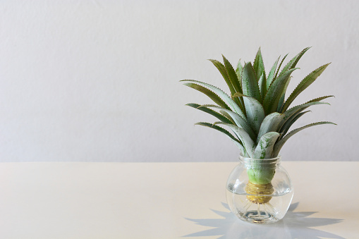 head of mini or dwarf pineapple (bromeliad)  in a transparent vase on the table for decoration, white background, copy space