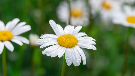 Chamomile with early dew in meadow. Close-up of wet white flower.