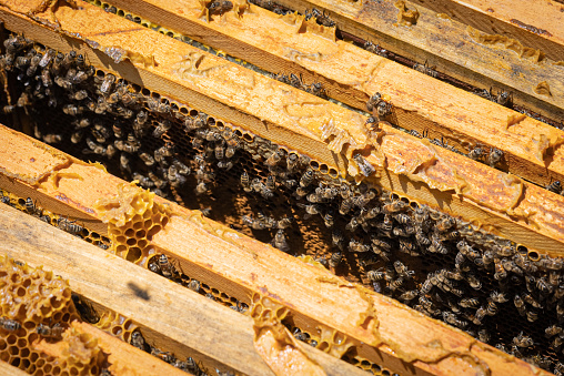 Honey bees on honey comb frames above