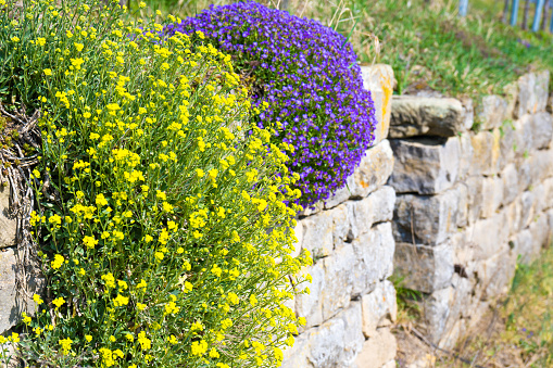 blue cushion, cushion flower, sand stone wall, natural stone wall, vineyard wall,