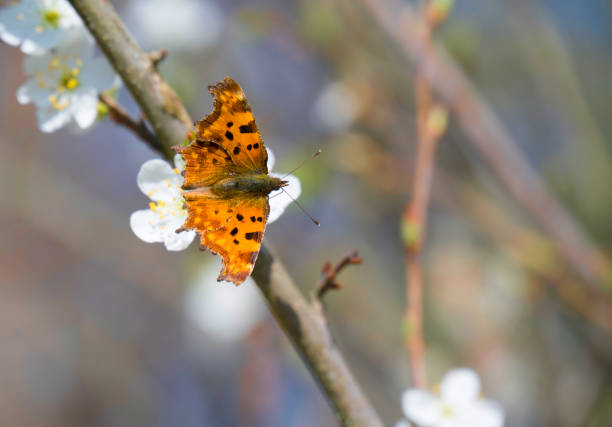 istock orange butterfly with black dots and spread wings 1409831254