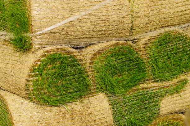 Grass on white.