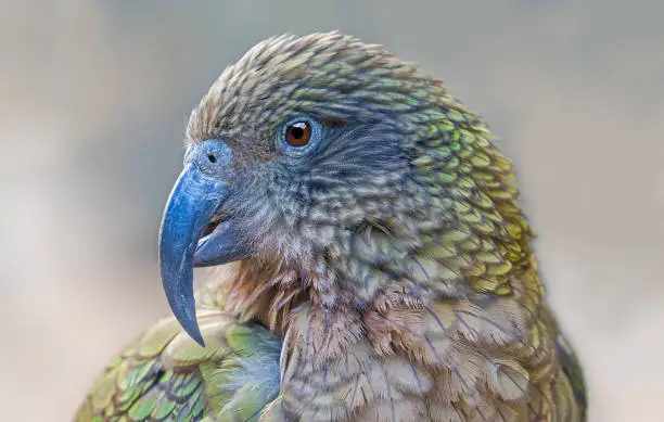 Photo of Close-up view of a New Zealand parrot Kea (Nestor notabilis)