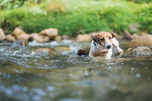 Little playful Jack Russell Terrier dog at trying to crossing river enjoy outdoor activity relaxing in forest