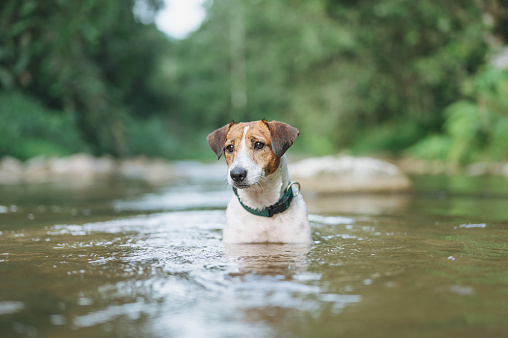 Joyful Jack Russell Terrier Running Splashing  Dog in waterfall trang thailand