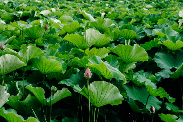 istock Image of lotus pond 1409834984