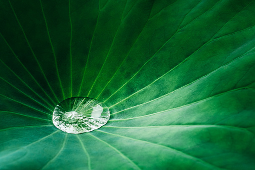 Drops of water on lotus leaves