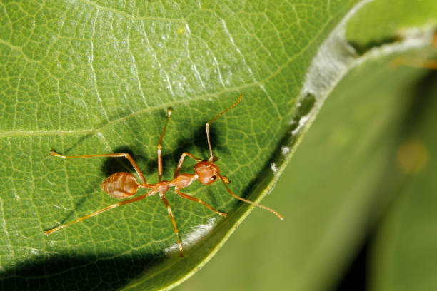 istock Close up red ant on green leaf in nature garden 1409836569