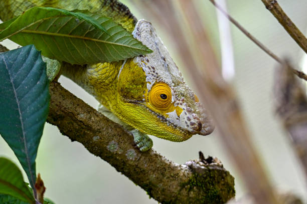istock Chameleon Furcifer Pardalis, Madagascar nature 1409836635