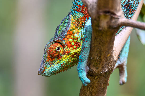 카멜레온 푸르시퍼 파르달리스, 마다가스카르 자연 - chameleon reptile madagascar animal 뉴스 사진 이미지