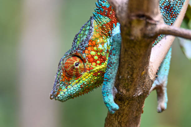 Chameleon Furcifer Pardalis, Madagascar nature