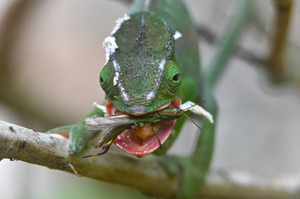 istock Chameleon Furcifer Pardalis, Eating insect.Madagascar nature 1409836851