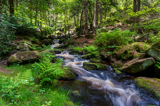 stream in a green forest on summer warm days. Peak District national park.