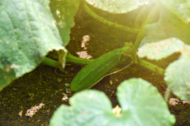 Cucumber plant, cucumber growing in the vegetable garden, cucumber in the garden