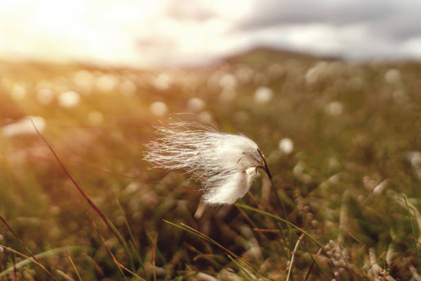 close up of a cotton grass flower in sunlight  in peak district - cotton grass sedge grass nature imagens e fotografias de stock