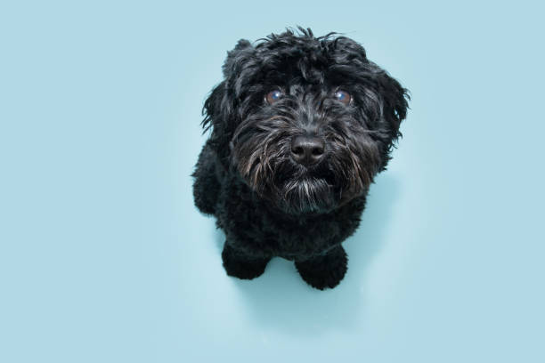 istock black poodle dog with sweet eyes expression. Isolated on blue pastel background 1409837774