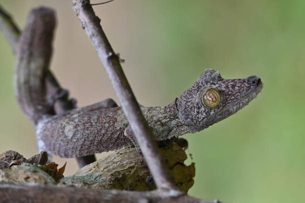 istock Leaf-tailed Gecko - Uroplatus phantasticus, Madagascar nature 1409837941