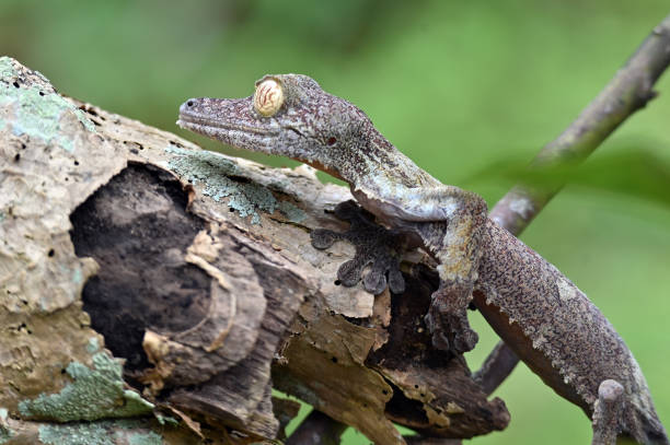 Leaf-tailed Gecko - Uroplatus phantasticus, Madagascar nature stock photo