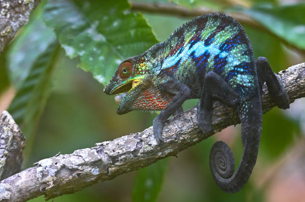istock Chameleon Furcifer Pardalis, Madagascar nature 1409838063