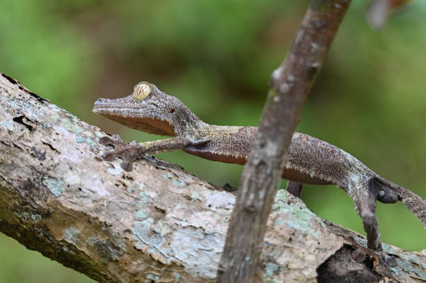 istock Leaf-tailed Gecko - Uroplatus phantasticus, Madagascar nature 1409838113